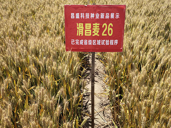 滑昌麥26
