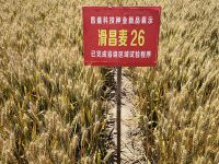 滑昌麥26