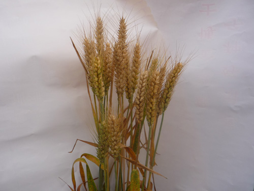 山農(nóng)19